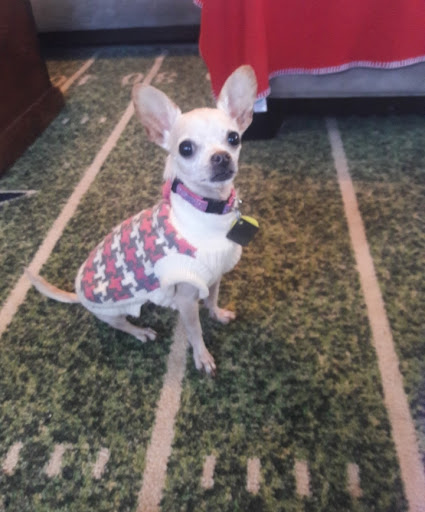 Pet Supply Store «Petco Animal Supplies», reviews and photos, 3194 FM407, Highland Village, TX 75077, USA