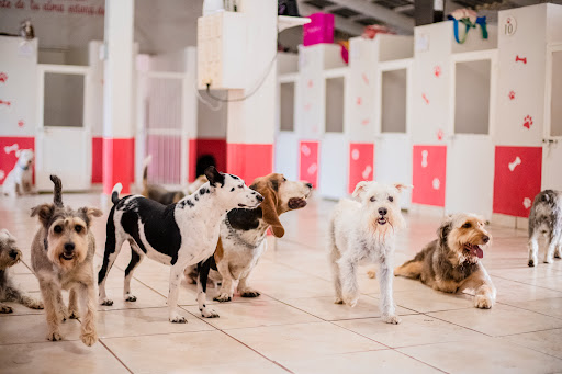 Alojamientos para perros en Guadalajara