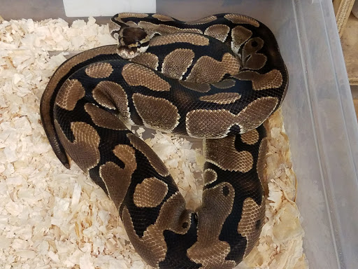 Pet Store «Petfection Exotic Pet Specialist», reviews and photos, 2989 PA-611 Suite 102, Tannersville, PA 18372, USA