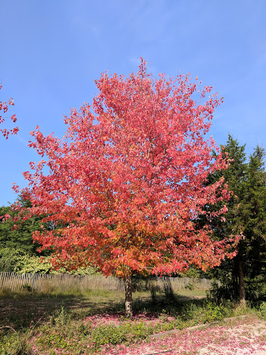 Natural History Museum «South Fork Natural History Museum & Nature Center», reviews and photos, 377 Bridgehampton-Sag Harbor Turnpike, Bridgehampton, NY 11932, USA