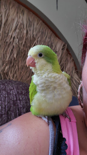 Bird Shop «Parrot & Bird Emporium Inc», reviews and photos, 360 N Westfield St, Feeding Hills, MA 01030, USA