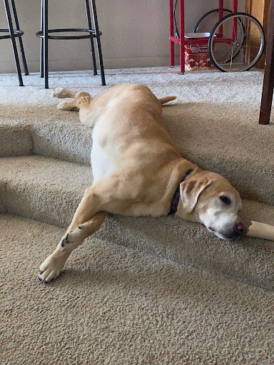 Discovery Bay Veterinary Clinic