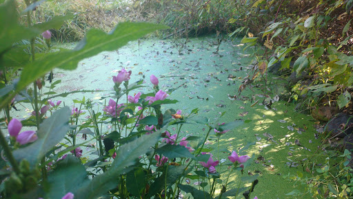 Nature Preserve «Maplewood Nature Center», reviews and photos, 2659 E 7th St, St Paul, MN 55119, USA