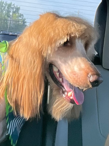 Pet Supply Store «PetSmart», reviews and photos, 16925 N Marketplace Blvd, Nampa, ID 83687, USA