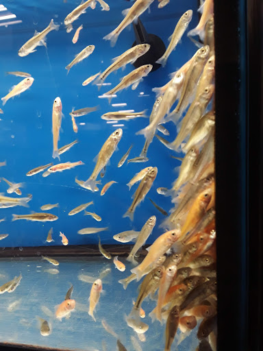 Pet Supply Store «Petco Animal Supplies», reviews and photos, 2784 W Peoria Ave, Phoenix, AZ 85029, USA