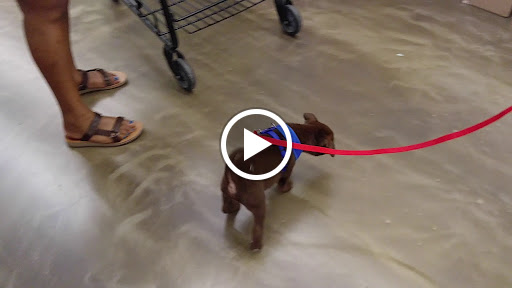 Pet Supply Store «Pet Supplies Plus», reviews and photos, 1031 Northwest Hwy, Garland, TX 75041, USA