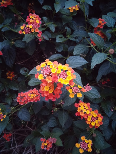 Park «Neff Park», reviews and photos, 14300 San Cristobal Dr, La Mirada, CA 90638, USA