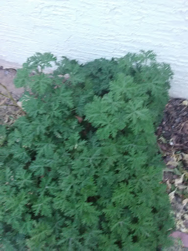 Park «Paul Meyer Park», reviews and photos, 4525 New Forest Dr, Las Vegas, NV 89147, USA