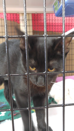 Pet Supply Store «Pet Supermarket», reviews and photos, 2924 13th St, St Cloud, FL 34769, USA