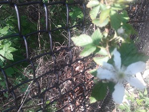 Lions Club Park - photo 18