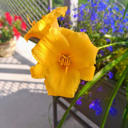 Garden Center «Chestnut Hill Flower & Garden», reviews and photos, 7639 Germantown Ave, Philadelphia, PA 19118, USA