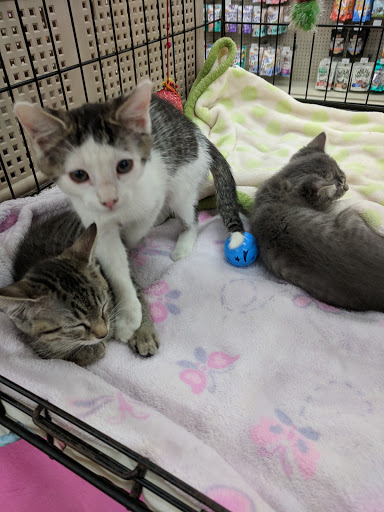 Pet Store «Pet Supermarket, Inc.», reviews and photos, 2446 N University Dr, Coral Springs, FL 33065, USA