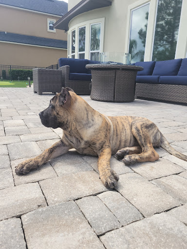 Bravo Kennel, LLC (Presa Canario Breeder)