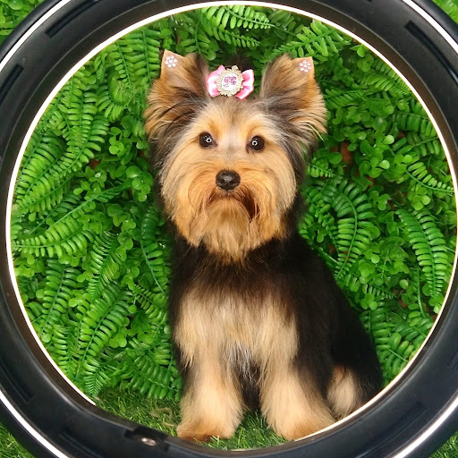 Logo da empresa - Vida De Cão