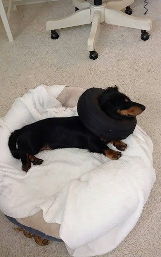 Pet Supply Store «PetSmart», reviews and photos, 534 US-441, Lady Lake, FL 32159, USA