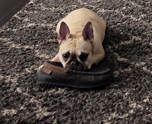 PetVet Wellness Center