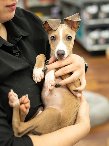 Pet Store «Petland of Plantation», reviews and photos, 801 S University Dr, Plantation, FL 33324, USA