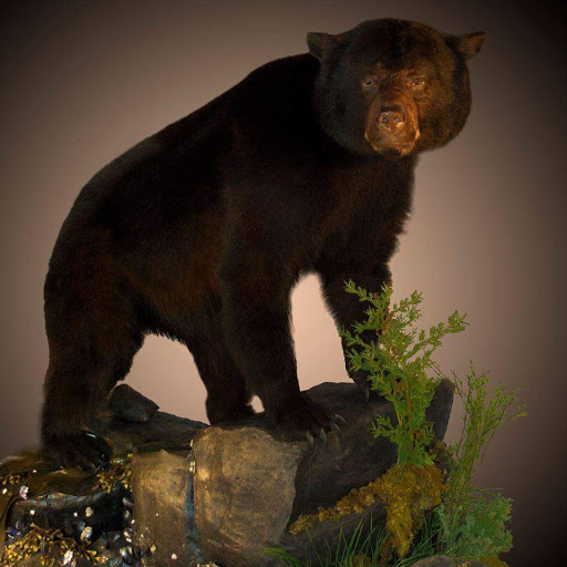 Taxidermist «HighPoint Taxidermy And Outfutters», reviews and photos, 14860 OH-13, Thornville, OH 43076, USA