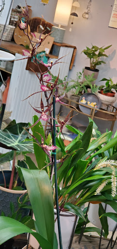 Florist «Shady Grove Flowers», reviews and photos, 65 N Lexington Ave, Asheville, NC 28801, USA