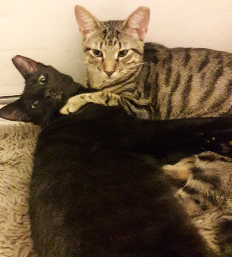 Pet Supply Store «Petco Animal Supplies», reviews and photos, 8111 W Broward Blvd, Plantation, FL 33324, USA