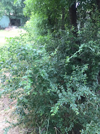 McLennan county tree and landscape service - Photo 3 - Car repair in , Waco