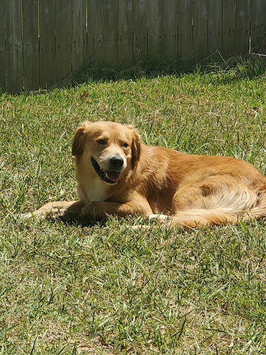 Clyde City Animal Shelter