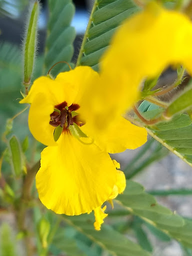 Nature Preserve «Marais Temps Clair Conservation Area», reviews and photos, 5134 Island Road, St Charles, MO 63301, USA