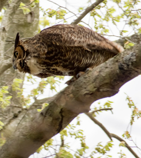 Park «Skiles Test Nature Park», reviews and photos, 6828 Fall Creek Rd, Indianapolis, IN 46220, USA