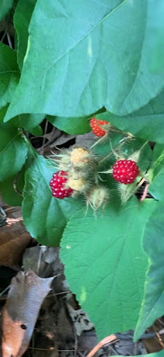 Park «Hopatcong State Park», reviews and photos, 260 Lakeside Blvd, Landing, NJ 07850, USA