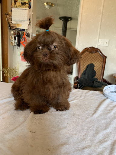 Shih Tzu Furbabys