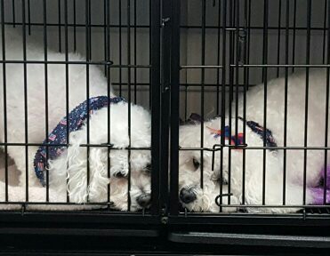 Pet Groomer «A Klassy Lassie, LLC», reviews and photos, 30 Old Jackson Rd, McDonough, GA 30252, USA