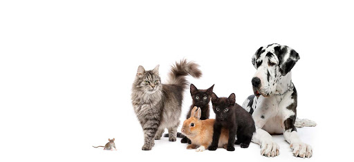 Pensioni per cani e dog hotel a Clinica Veterinaria Benaco Blue