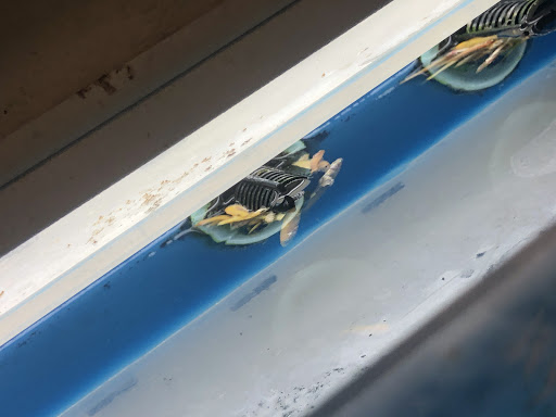 Pet Supply Store «PetSmart», reviews and photos, 2255 Pine Ridge Rd, Naples, FL 34109, USA