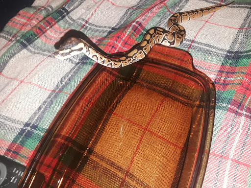 Pet Supply Store «PetSmart», reviews and photos, 300 Water Loop Ln, Collegeville, PA 19426, USA