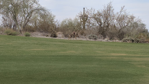 Golf Club «Verrado Golf Club», reviews and photos, 4242 N Golf Dr, Buckeye, AZ 85396, USA