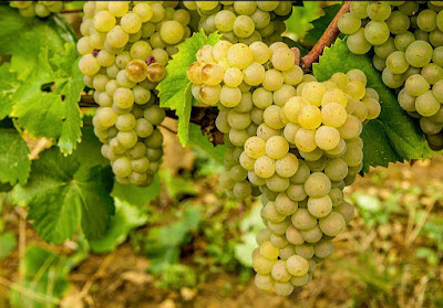 Gaec Venot la Corvée à Moroges