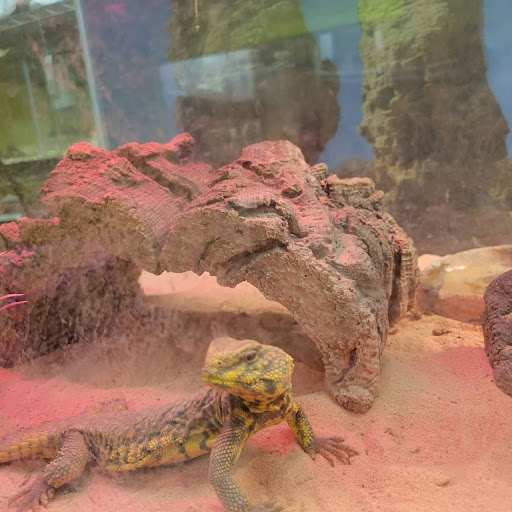 Pet Store «Coral Reef Pet Center», reviews and photos, 7723 W Lawrence Ave, Norridge, IL 60706, USA