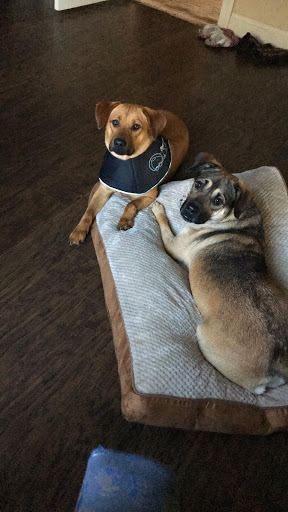 Pet Groomer «Splash and Dash Groomerie & Boutique», reviews and photos, 224 Peachtree East Shopping Center, Peachtree City, GA 30269, USA