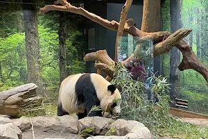 Panda Forest image