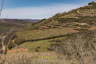 Point de vue panoramique sur les vignobles Valady
