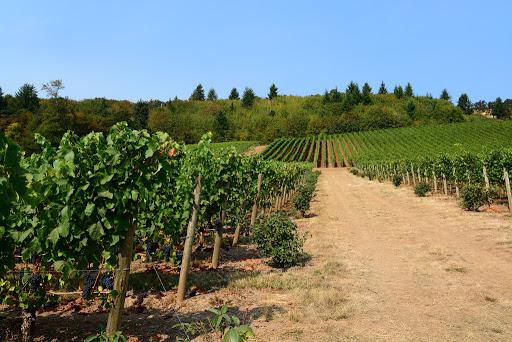 Vineyard «Cristom Vineyards», reviews and photos, 6905 Spring Valley Rd NW, Salem, OR 97304, USA