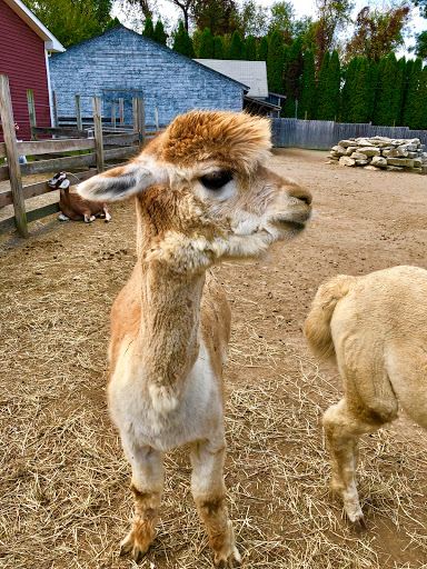 Orchard «Barton Orchards - Noxon Road Store Open Year Round - The Farm is CLOSED for the Season.», reviews and photos, 63 Apple Tree Ln, Poughquag, NY 12570, USA