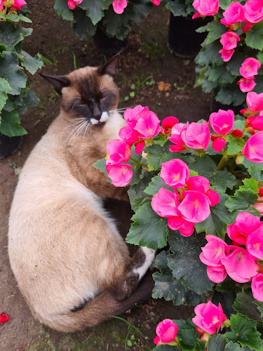 Plantas Ornamentales - Patate