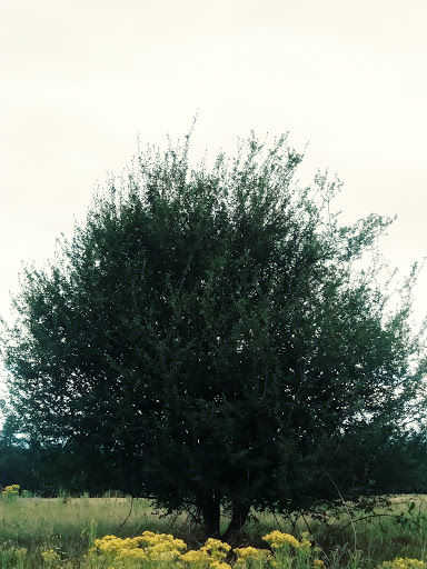 Park «Powell Butte Nature Park», reviews and photos, 16160 SE Powell Blvd, Portland, OR 97236, USA