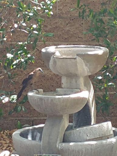 Social Services Organization «The Shade Tree», reviews and photos