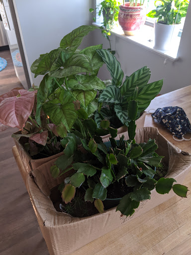 Florist «Cedar Grove Gardens», reviews and photos, 911 Adams St, Dorchester Center, MA 02124, USA