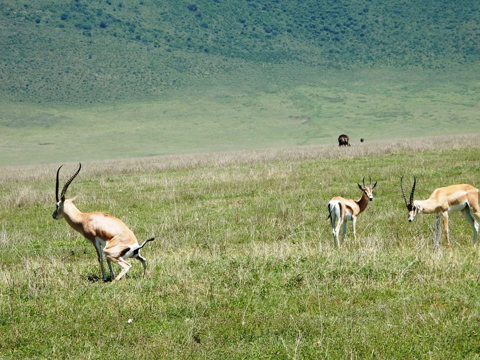 Visit Rubondo National Park