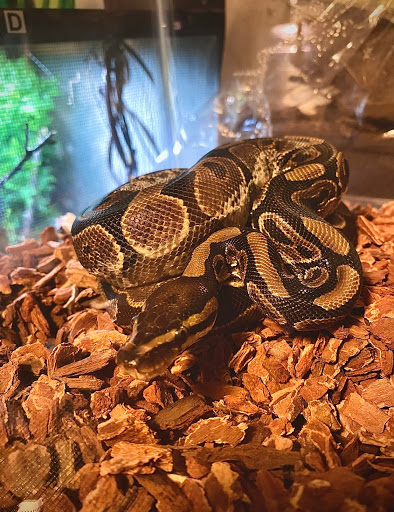 Pet Store «Forever Pets Inc», reviews and photos, 1030 Basse Rd, San Antonio, TX 78212, USA