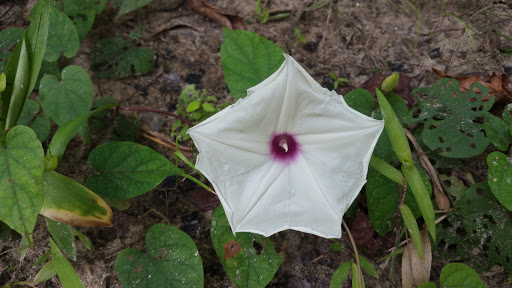 Tourist Attraction «North Anna Battlefield Park», reviews and photos, 11576 Verdon Rd, Doswell, VA 23047, USA