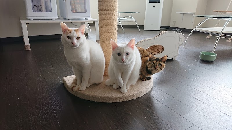 保護猫カフェ Moco Moco 高知県高知市本町 カフェ 喫茶 グルコミ